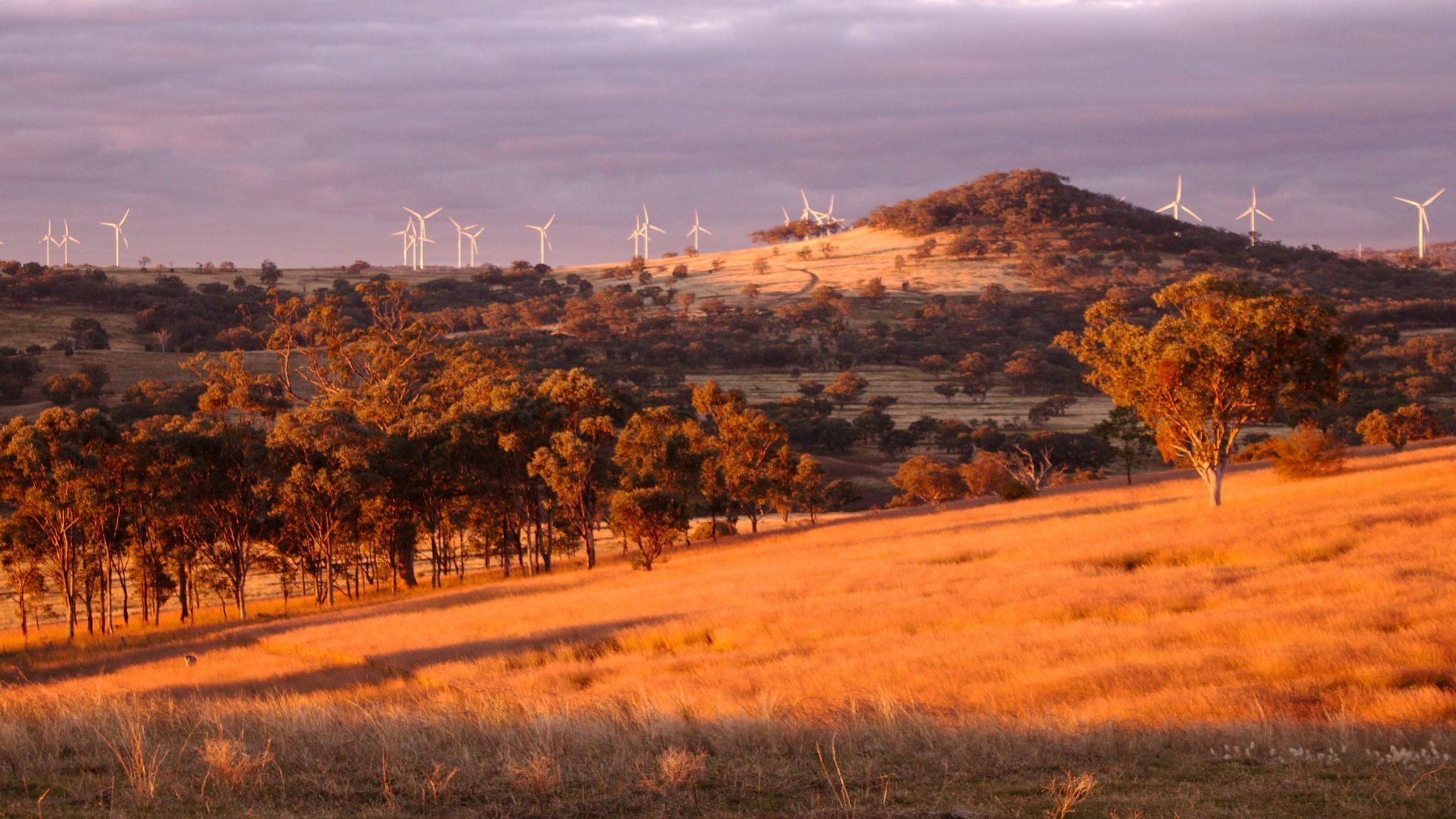 Wind turbines on farmland at golden hour